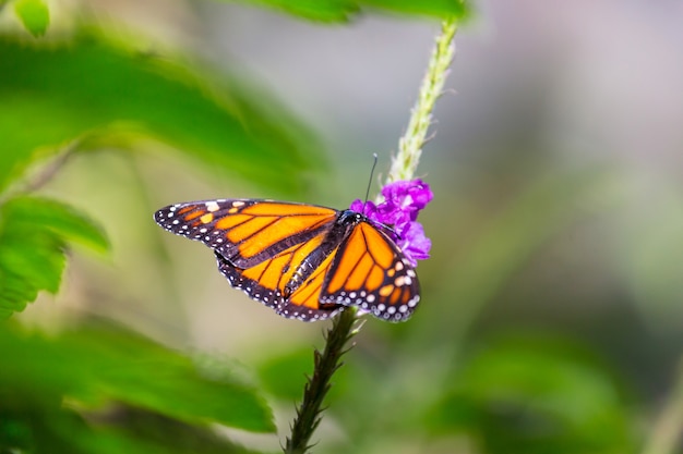 Papillon sur les fleurs de printemps