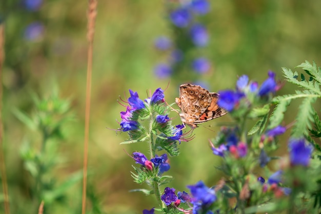 Papillon sur fleurs