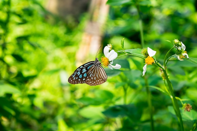 Papillon et fleurs