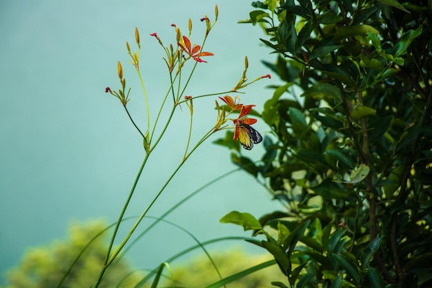 Papillon et Flore de Pokhara, Népal