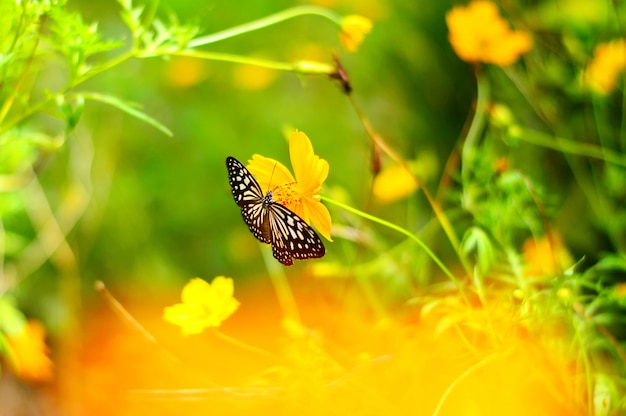 Papillon floue sur fleur de cosmos orange dans le jardin