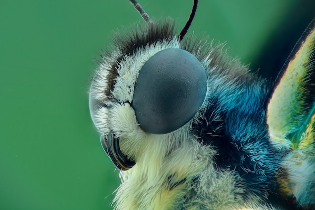 papillon focus empilement sur fond vert