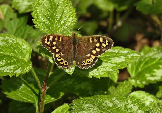 Papillon de fond belle nature sur feuille