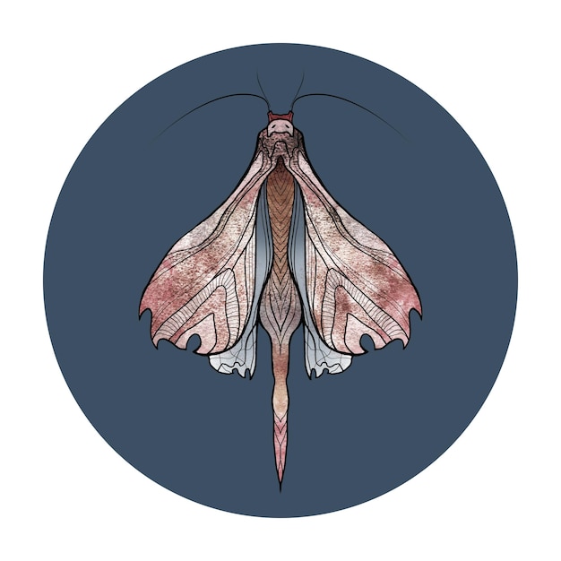 Un papillon sur un fond bleu rond