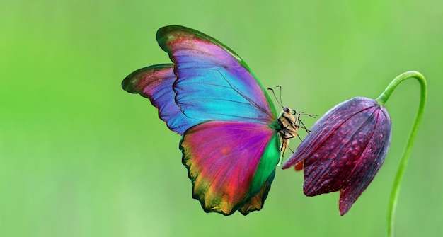 un papillon avec un fond violet et vert