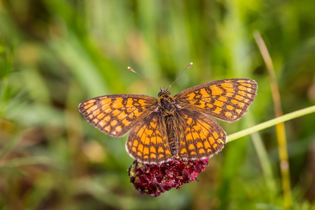 Papillon fritillaire Heath dans le pré