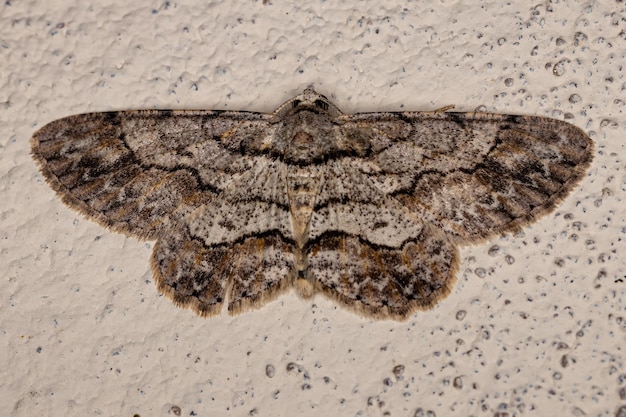 Papillon géomètre adulte