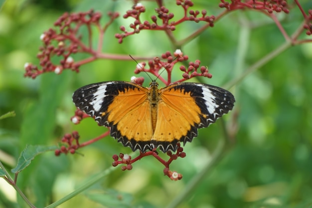 Papillon gros plan sur fleur