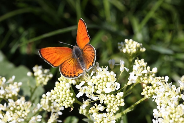 Papillon sur gros plan de fleur