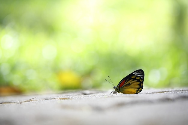 Papillon en gros plan avec fond vert