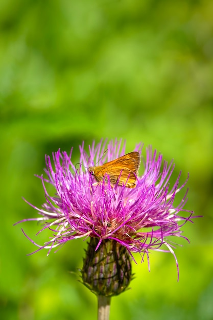 Papillon à grosse tête sur une fleur de chardon. papillon sur une fleur