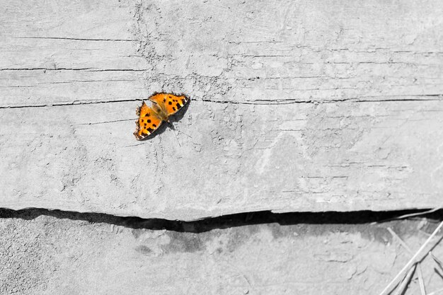 Papillon sur l'herbe le jour d'été