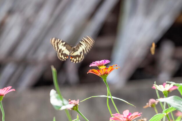 Photo papillon sur l'herbe verte dans la nature ou dans le jardin