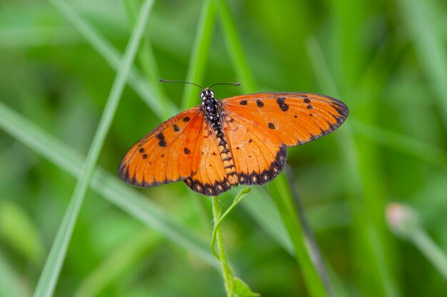 papillon sur l'herbe verte dans la nature ou dans le jardin