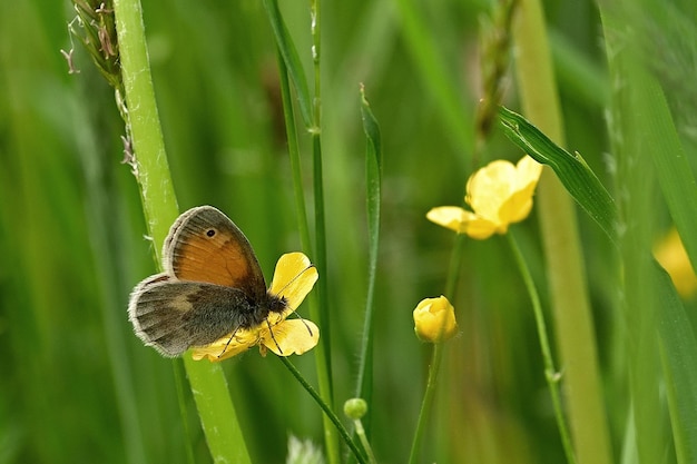 papillon sur une herbe verte