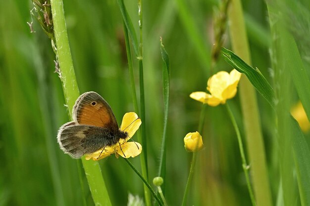 papillon sur une herbe verte