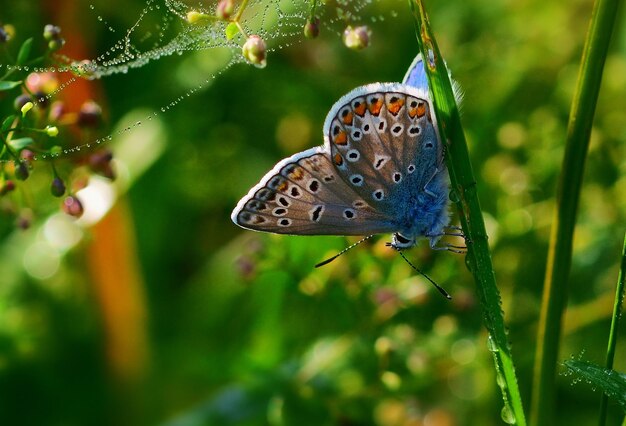 Papillon sur l'herbe