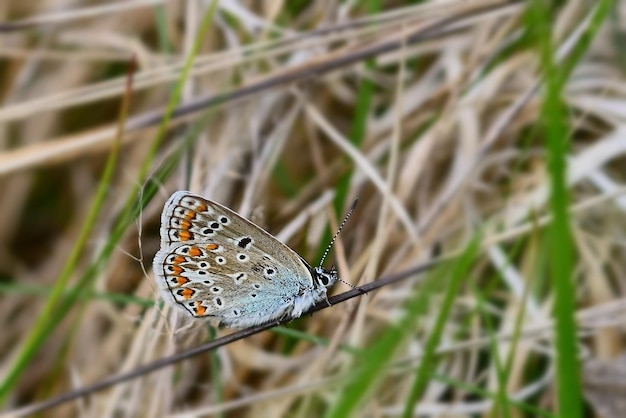 papillon sur l'herbe