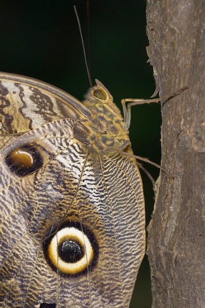 Papillon hibou (Caligo idomeneus) dans la forêt amazonienne, Amazon, Equateur