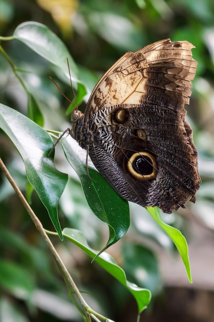 Papillon Hibou (Caligo memnon)