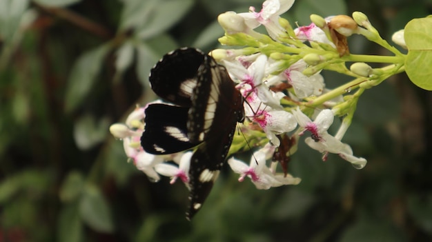 Papillon Hypolimnas bolina perché sur une fleur blanche. papillon noir suçant le nectar. grande mouche à oeufs.