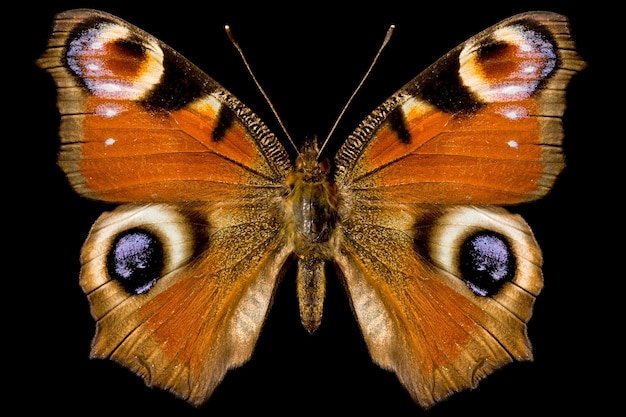 Papillon Inachis Io