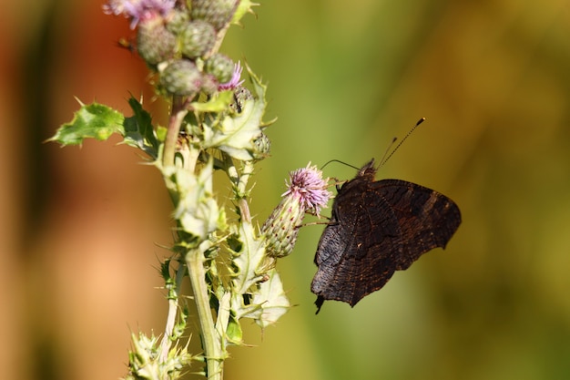 Papillon inachis, Paon du jour, paon