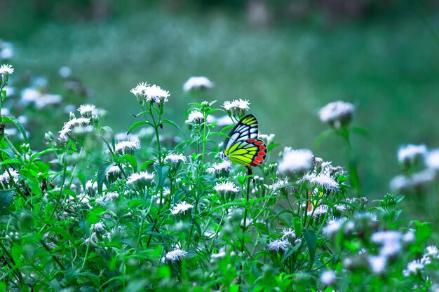 Le papillon indien Jézabel ou Delias eucharis reposant sur les plantes à fleurs