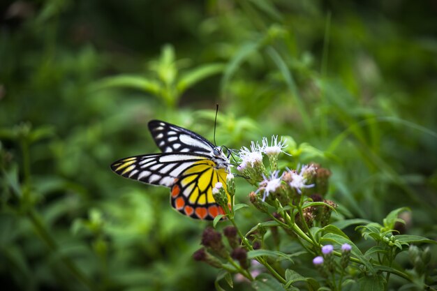 Le papillon indien Jézabel reposant sur les plantes à fleurs pendant la saison du printemps