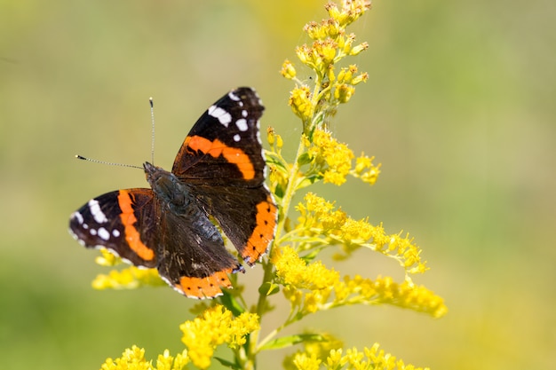 Papillon insecte amiral rouge (Vanessa atalanta) sur verge d&#39;or. Espace de copie