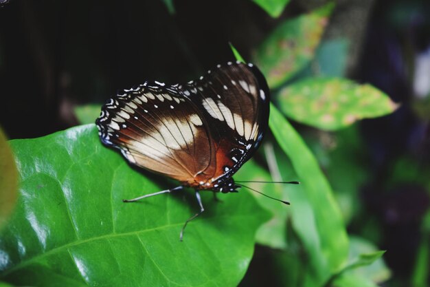 papillon - insecte