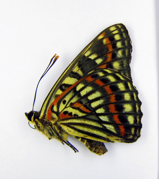 Papillon isolé sur blanc. Belle macro papillon noir orange Seokia pratti. Papillons de collection