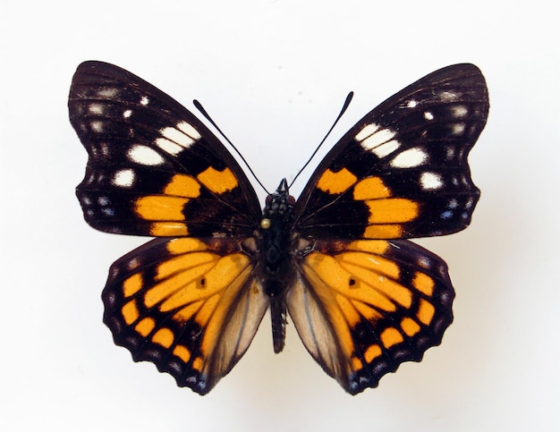 Papillon isolé sur blanc Orange noir beau papillon Sephisa chandra macro Collection de papillons