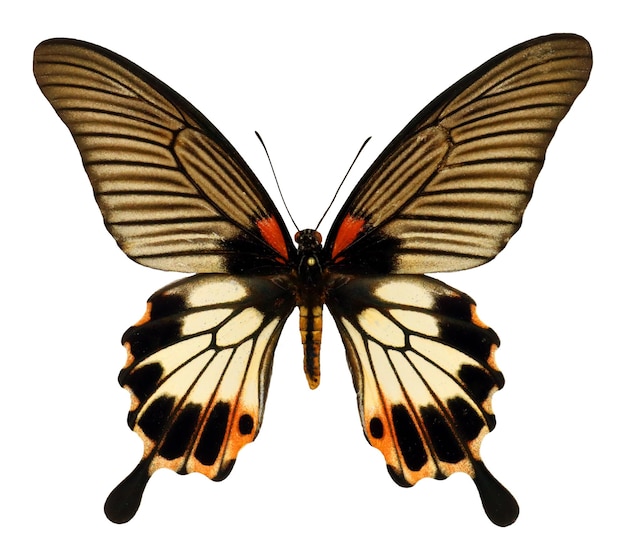 Papillon isolé sur blanc. Papillon coloré Papilio memnon distantianus macro femelle. Le recueil