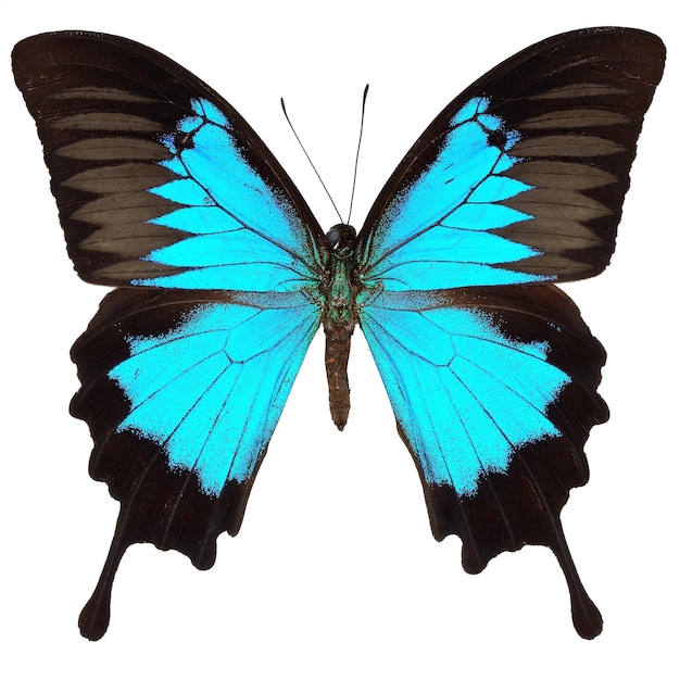Papillon isolé sur blanc