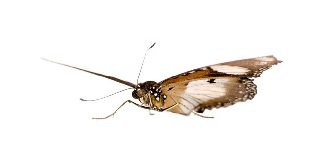 Papillon isolé