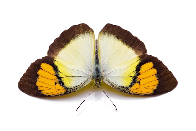 Papillon isolé