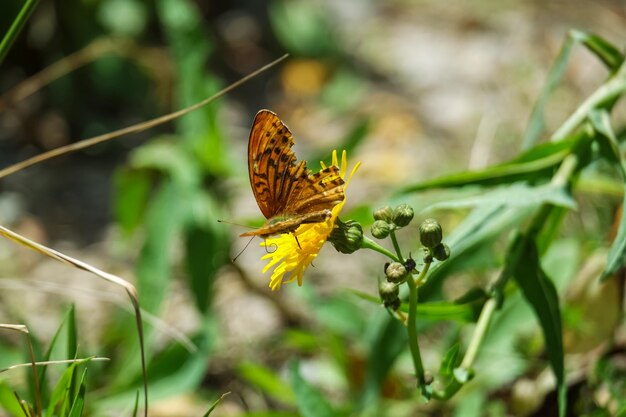 Photo un papillon jaune assis sur une fleur dans les montagnes