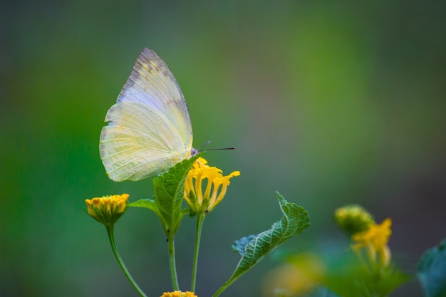 Papillon jaune commun d&#39;herbe