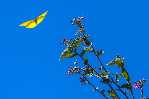 Papillon jaune dans le désert californien