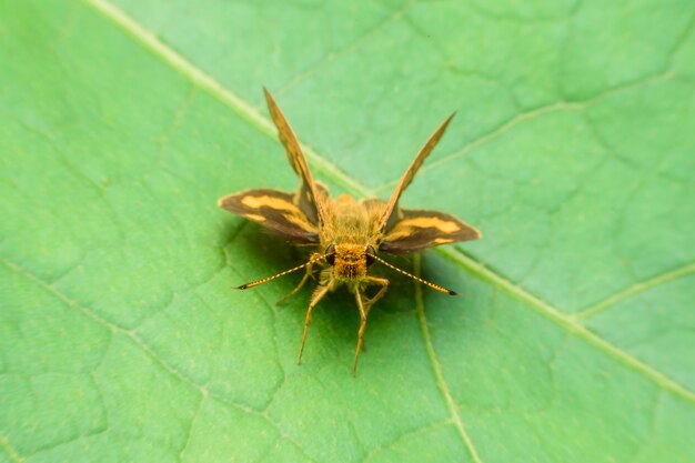 Photo papillon jaune sur feuille sèche