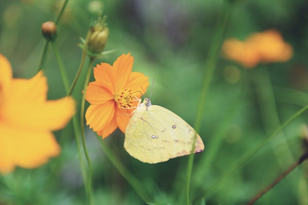 Papillon jaune sur fleur jaune