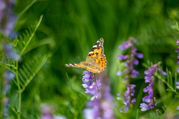 Papillon jaune sur une fleur de printemps