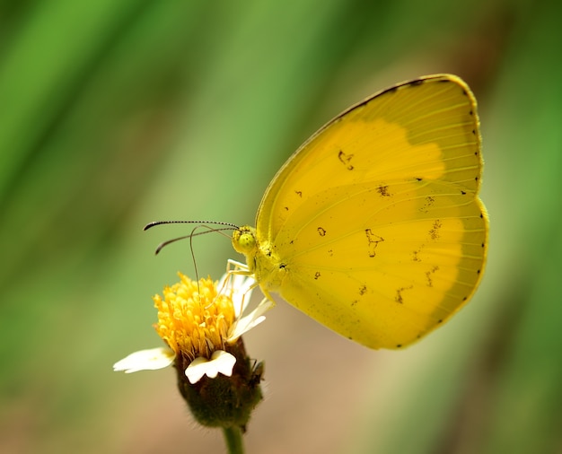 Papillon jaune sur fleur