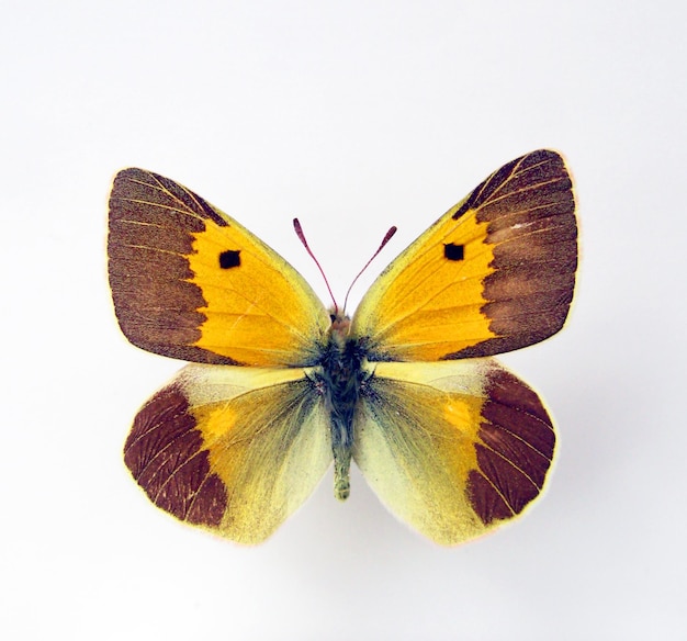 Papillon Jaune Isolé Sur Blanc. Colias Wiskotti Macro Gros Plan, Pieridae, Papillons De Collection