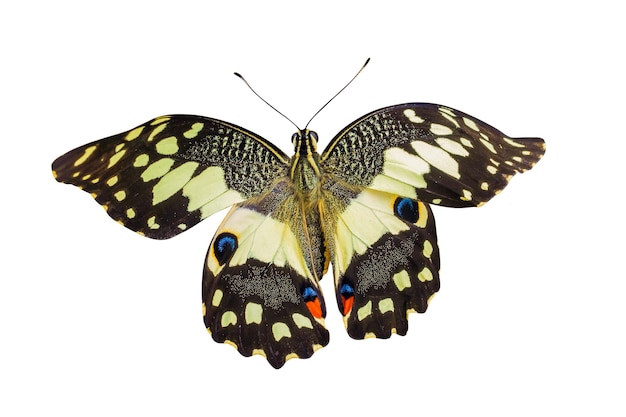 Photo papillon jaune isolé sur fond blanc