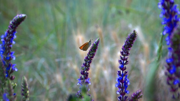 Papillon jaune ocre sur une fleur bleue par une chaude journée d'été