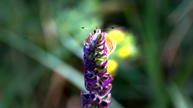 Un papillon jaune ocre se cache derrière une image d'arrière-plan du bureau de fleurs Banner Bokeh