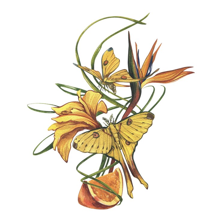Papillon jaune tranche orange strelitzia isolé sur fond blanc aquarelle dessinés à la main