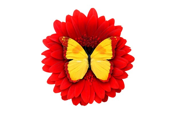 Papillon jaune tropical assis sur une fleur de gerbera rouge. isolé sur fond blanc